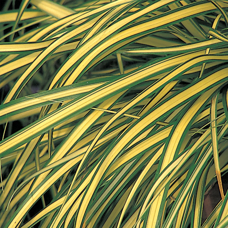 Carex 'Evergold'