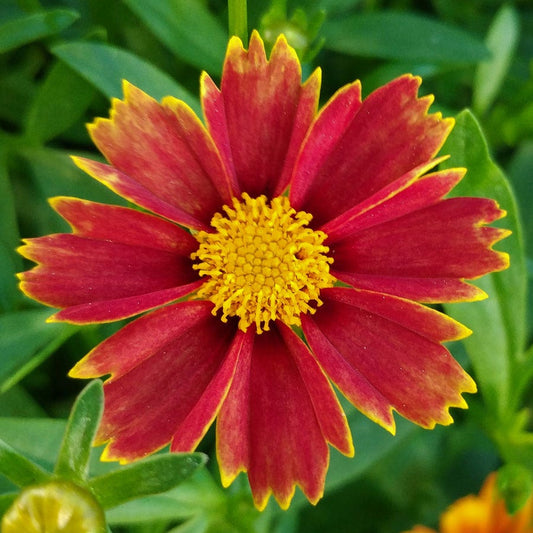 Coreopsis Big Bang™ 'Enchanted Red'