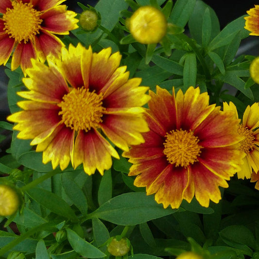 Coreopsis Big Bang™ 'Enchanted Red'