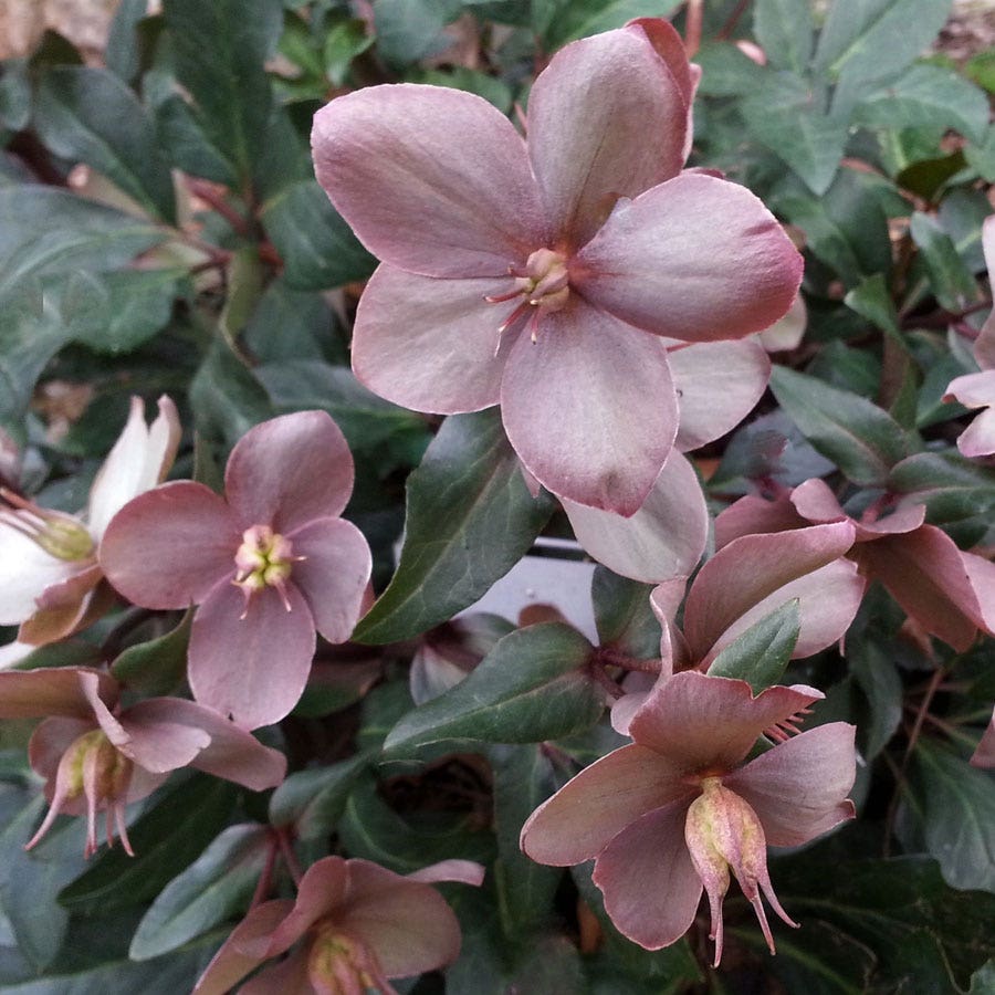 Helleborus Maestro