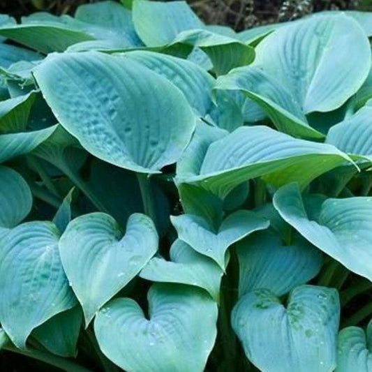 Hosta 'Fragrant Blue'