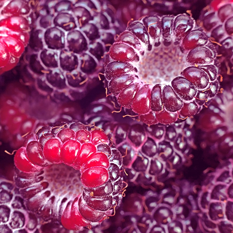 Rubus 'Royalty' Raspberry