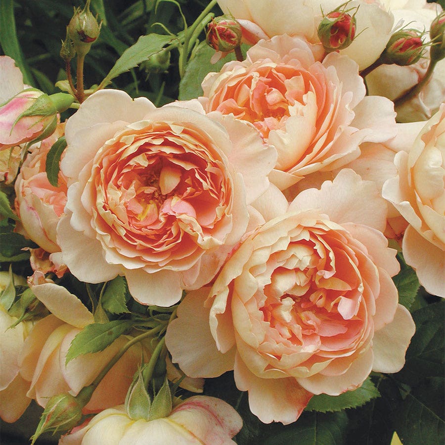 Rose Carding Mill®