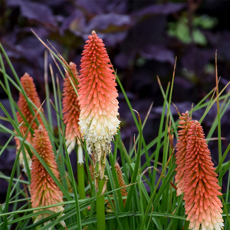 Kniphofia 'High Roller'
