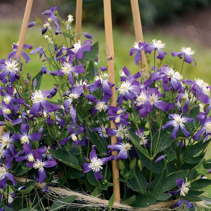 Clematis 'Violet Stardust'
