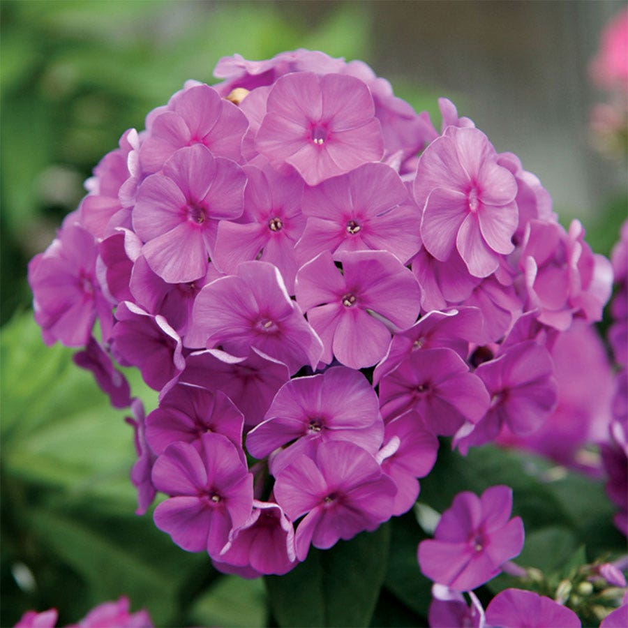 Phlox 'Purple Flame'