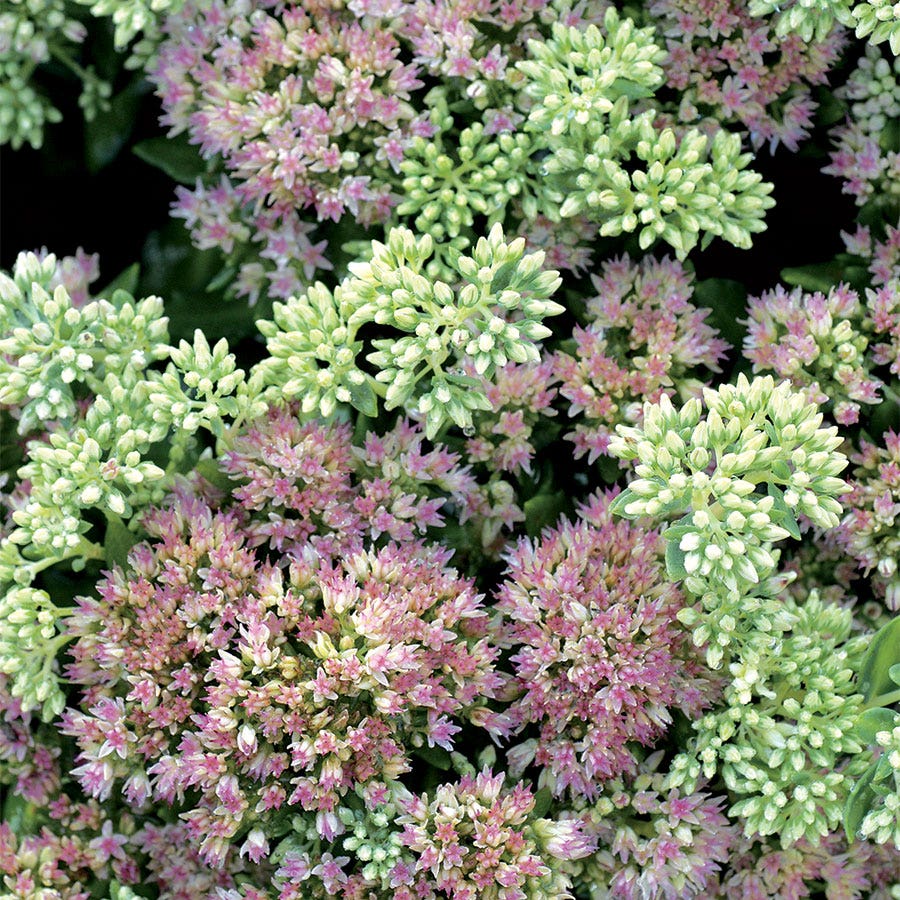 Sedum Autumn Delight™