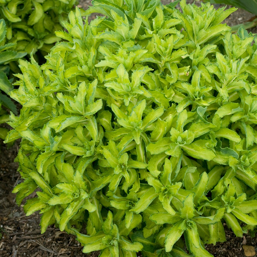 Sedum Autumn Delight™