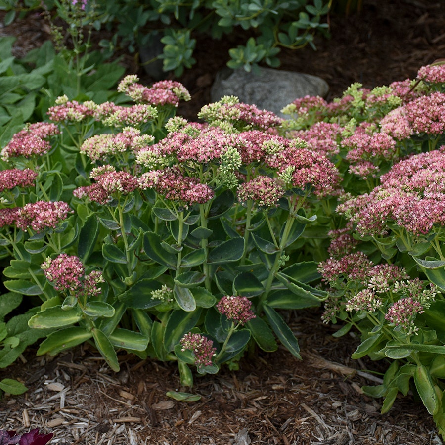 Sedum Autumn Delight™