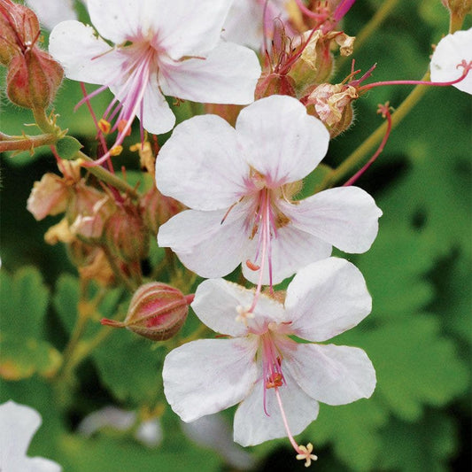 Geranium 'Karmina'