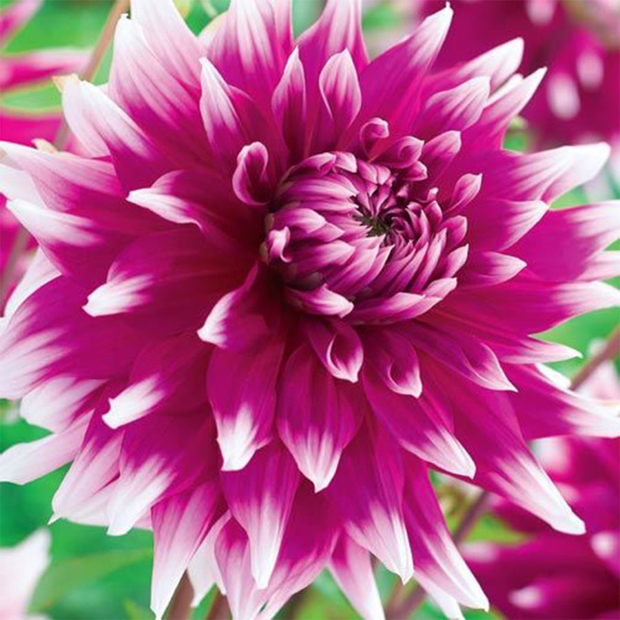 Dahlia 'England's Glory'