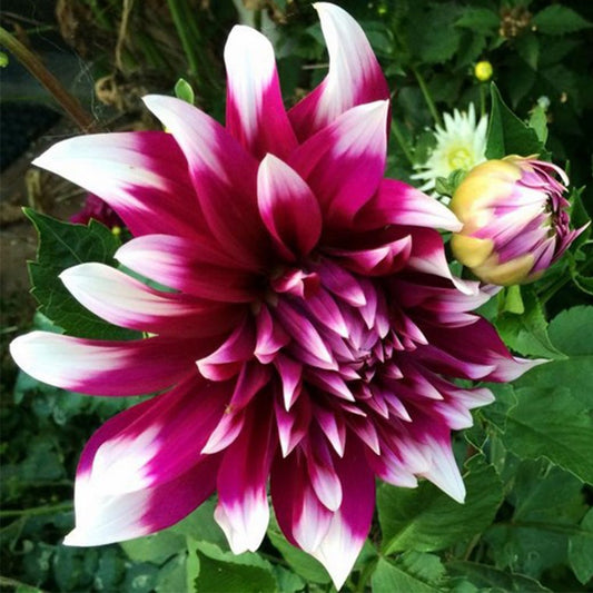 Dahlia 'England's Glory'
