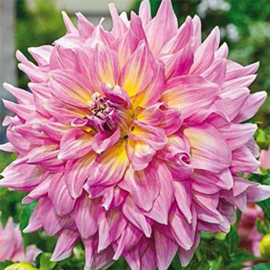 Dahlia 'Strawberry Ice' Bulb