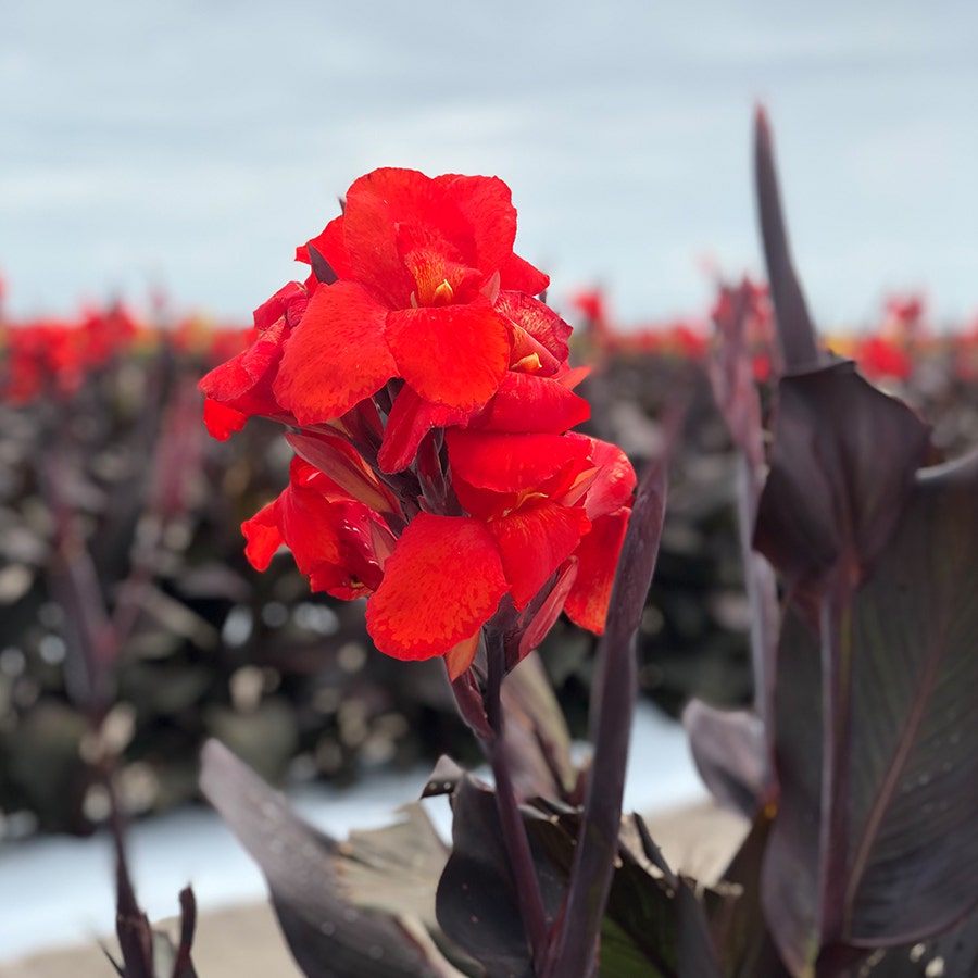 Canna 'Red Velvet' Bulbs