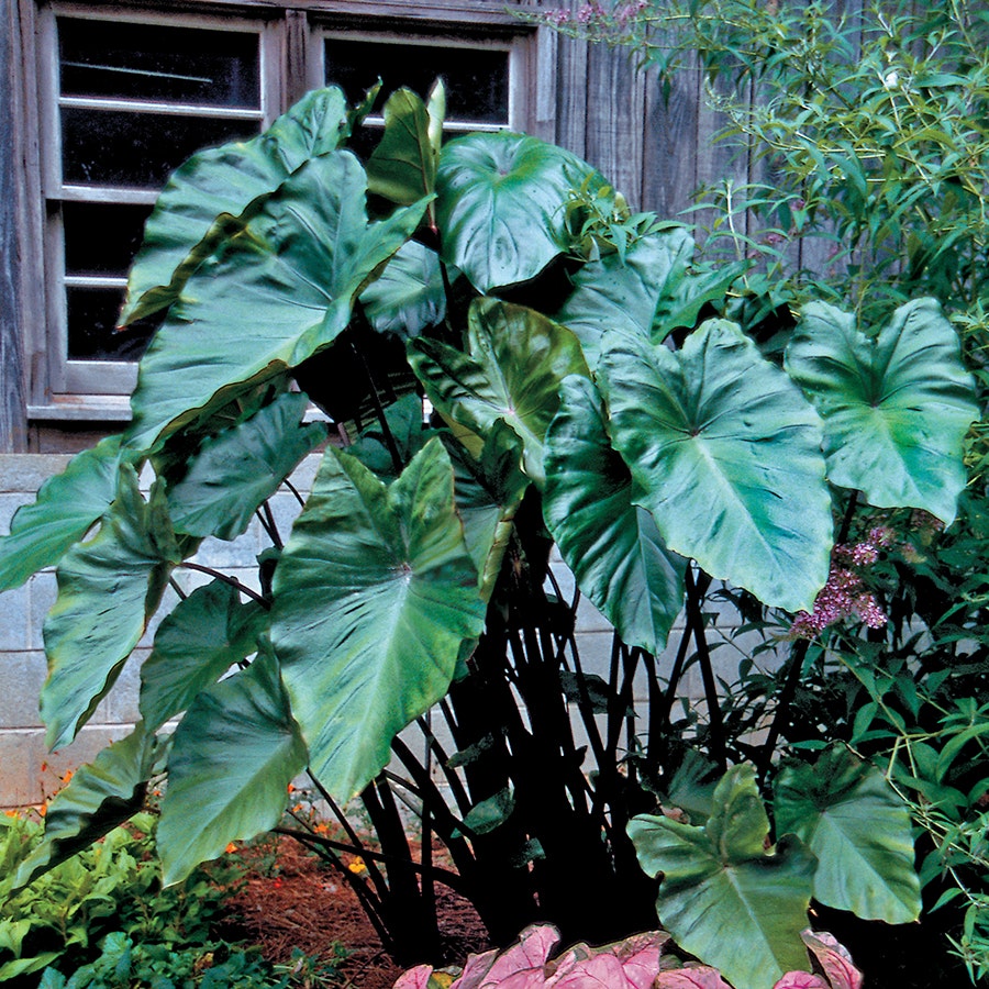 elephant ear plant black stem Colocasia Black Stem Elephant Ear Bulb
