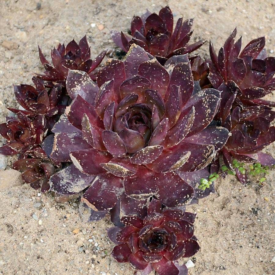 Sempervivum Peggy