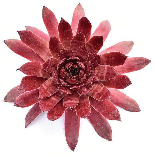 Sempervivum Peggy