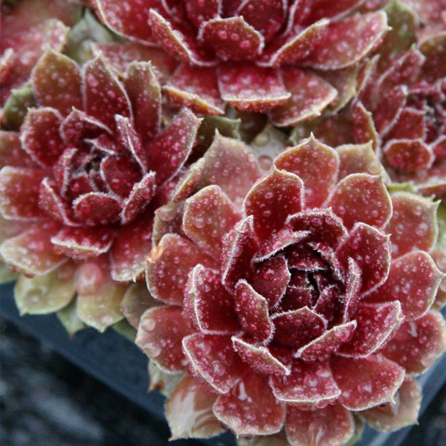 green and white succulent with red flowers Sempervivum 'Commander Hay' – Wayside Gardens