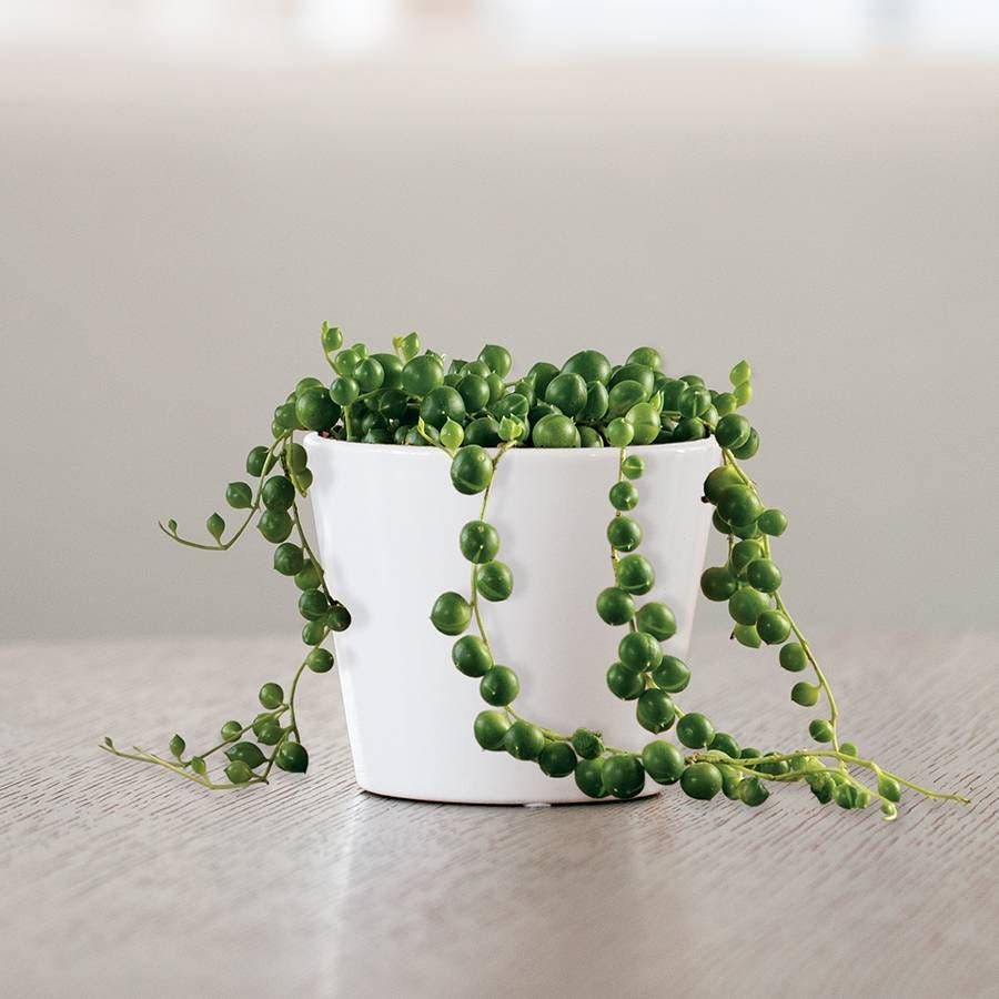 String of Pearls Succulent Plant
