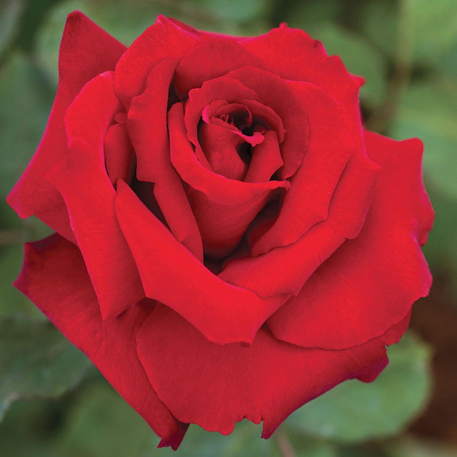 Love's Promise™ Hybrid Tea Rose