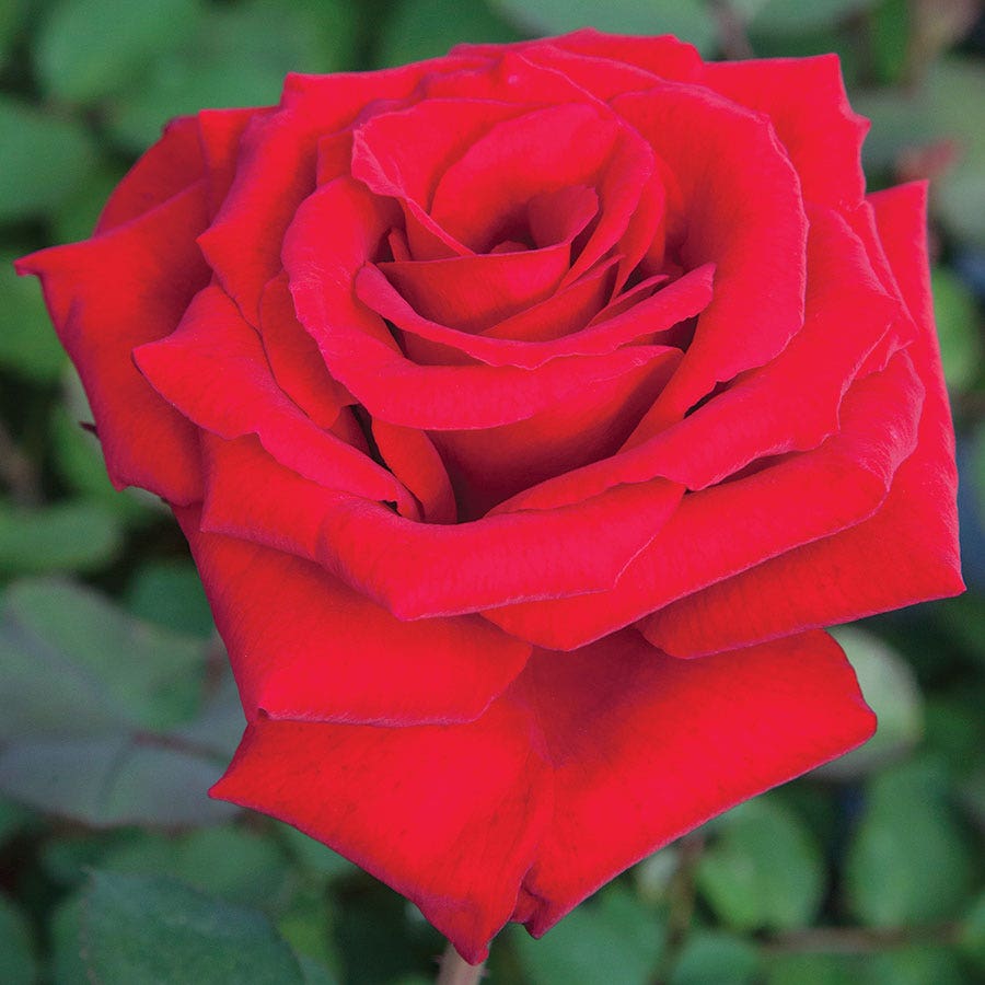 Love's Promise™ Hybrid Tea Rose