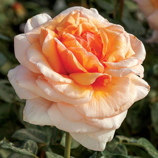 Apricots n' Cream™ Hybrid Tea Rose