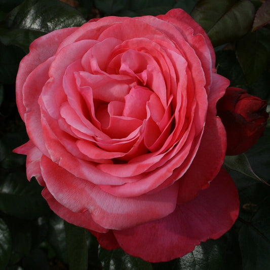 Rosa Pink Flamingo™