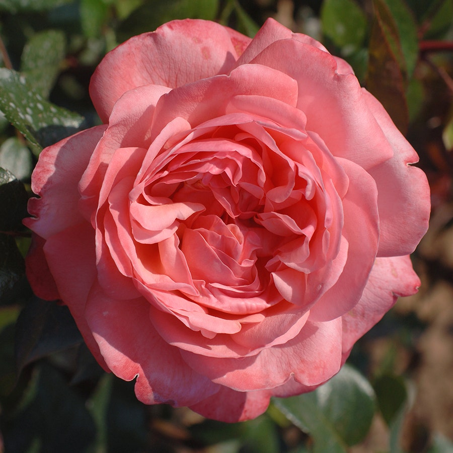 Rosa Pink Flamingo™