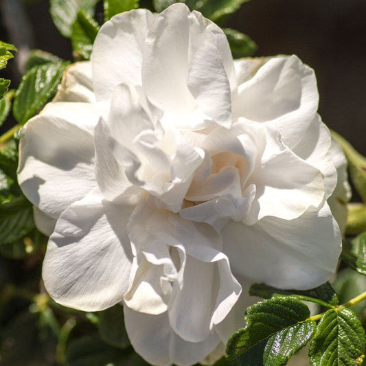 Rosa Rugosa Blanc Double De Coubert