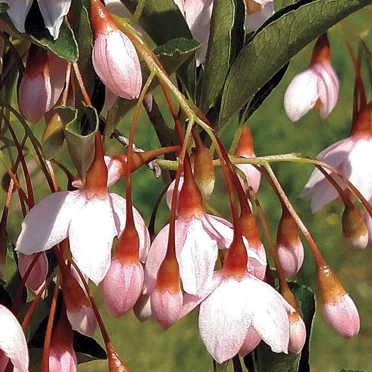 Styrax Marley's Pink® Japanese Snowbell