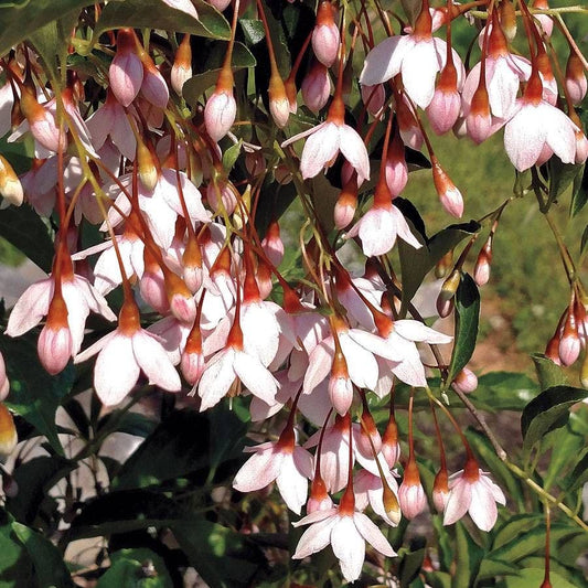 Styrax Marley's Pink® Japanese Snowbell