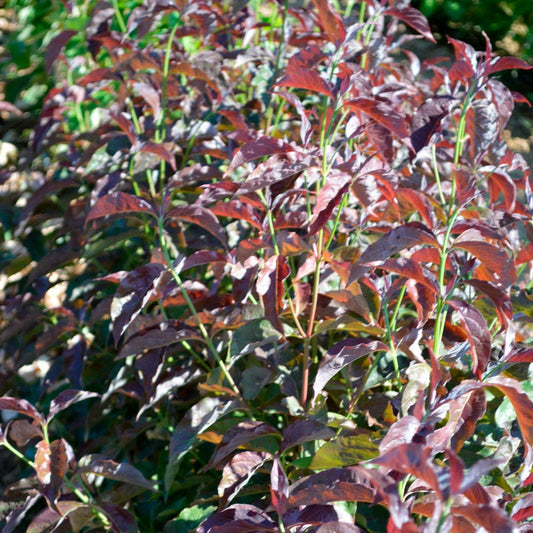 Cornus Ragin' Red™