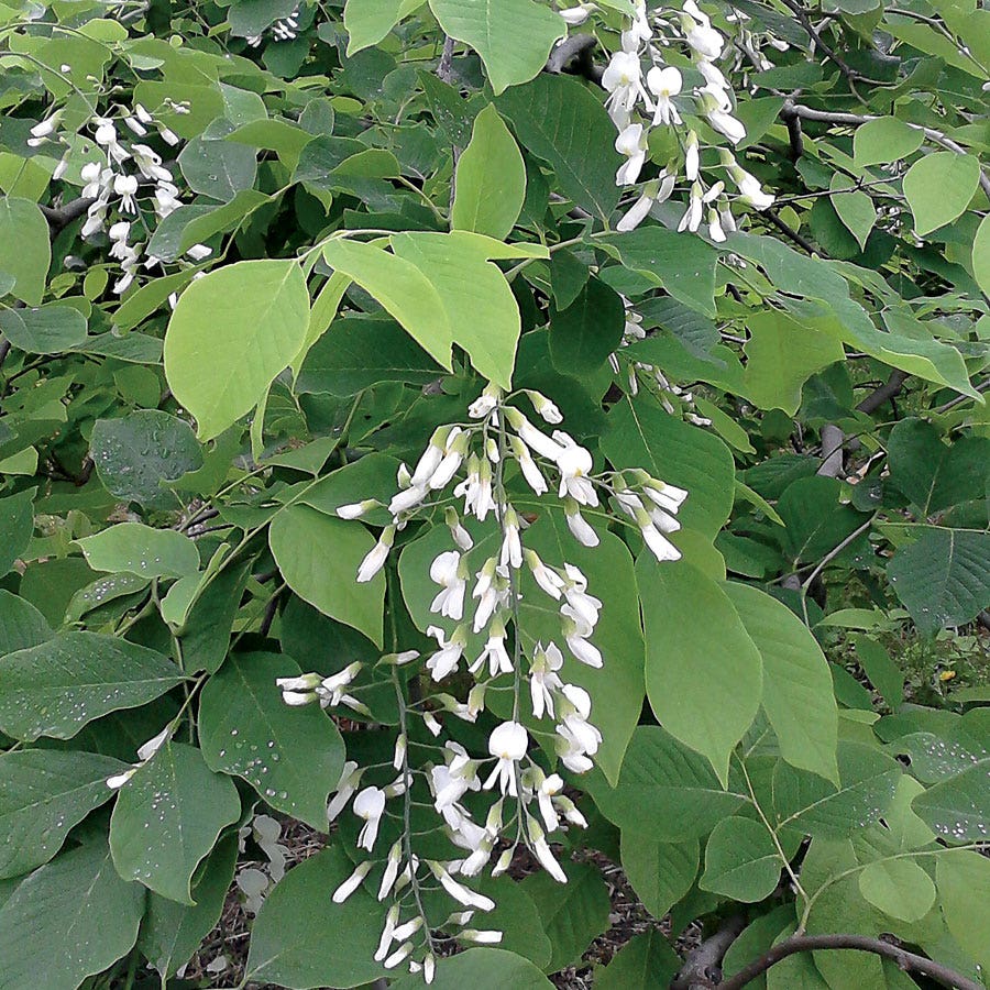 Cladrastis 'White Rain'