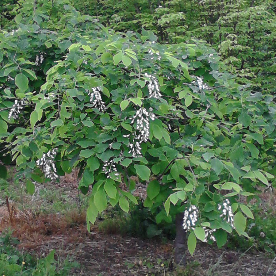Cladrastis 'White Rain'