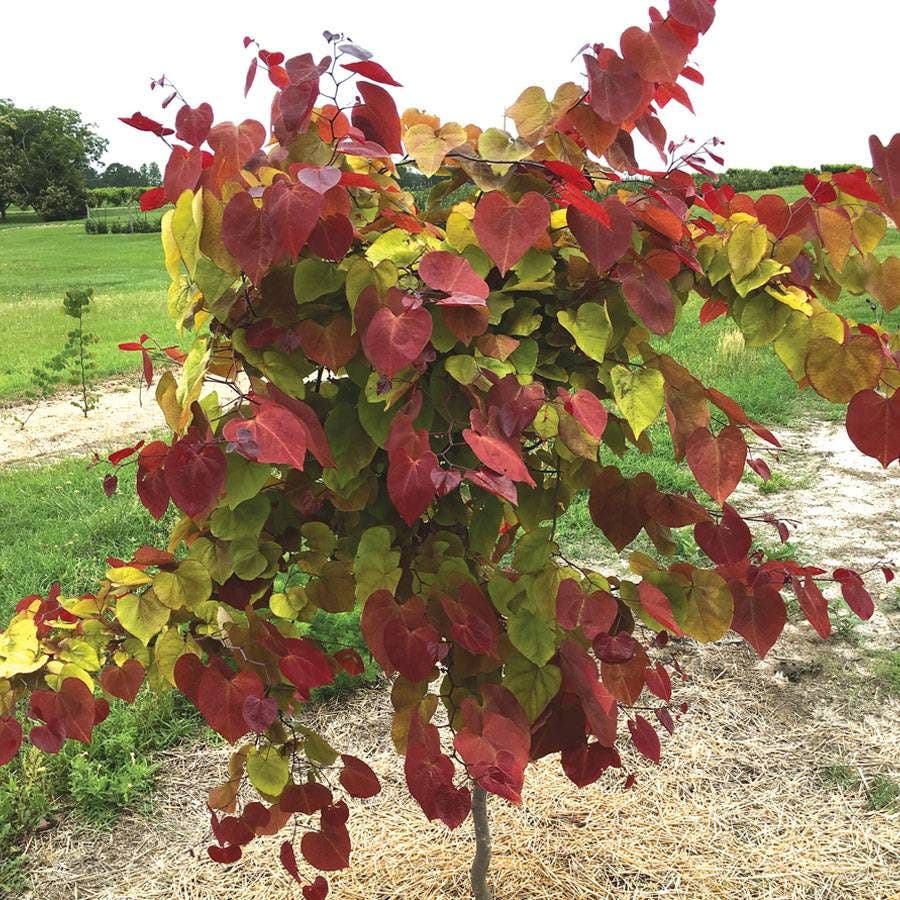 Cercis Flame Thrower®