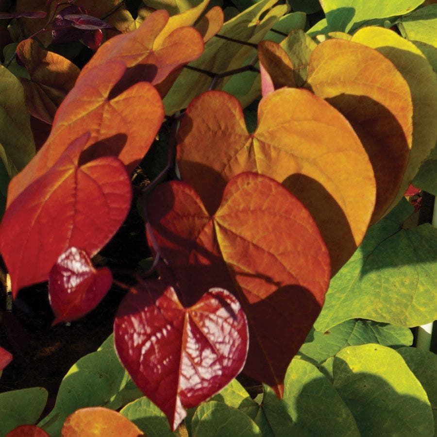 Cercis Flame Thrower®