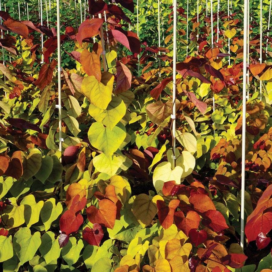 Cercis Flame Thrower®