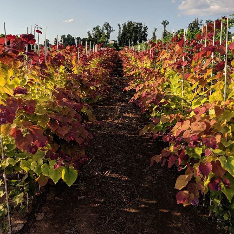 Cercis Flame Thrower®