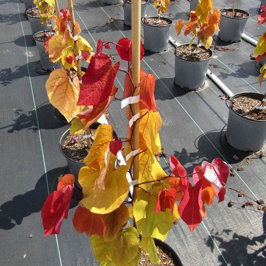 Cercis Flame Thrower®