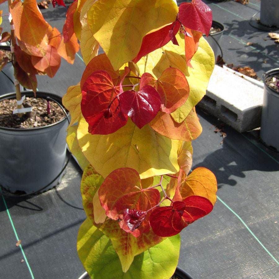Cercis Flame Thrower®