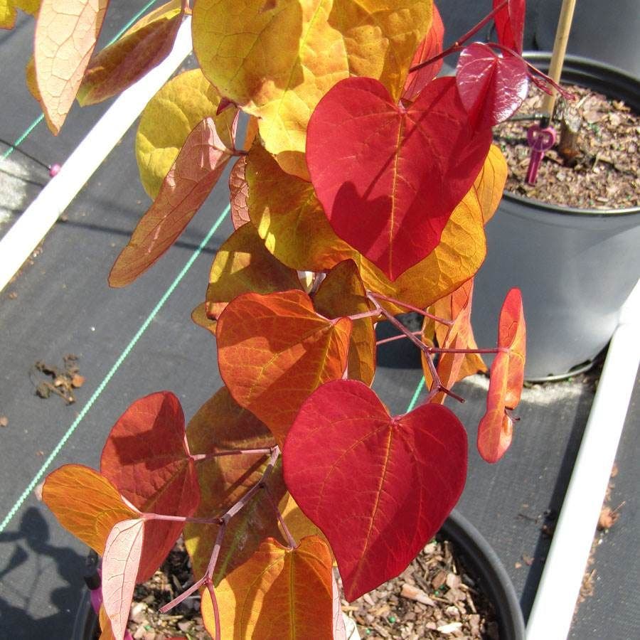 Cercis Flame Thrower®