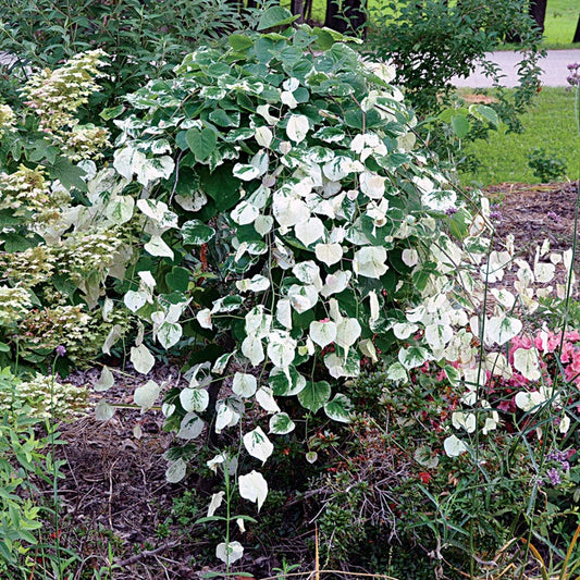 Cercis 'Whitewater'