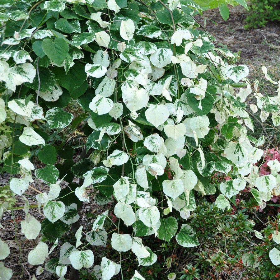 Cercis 'Whitewater'
