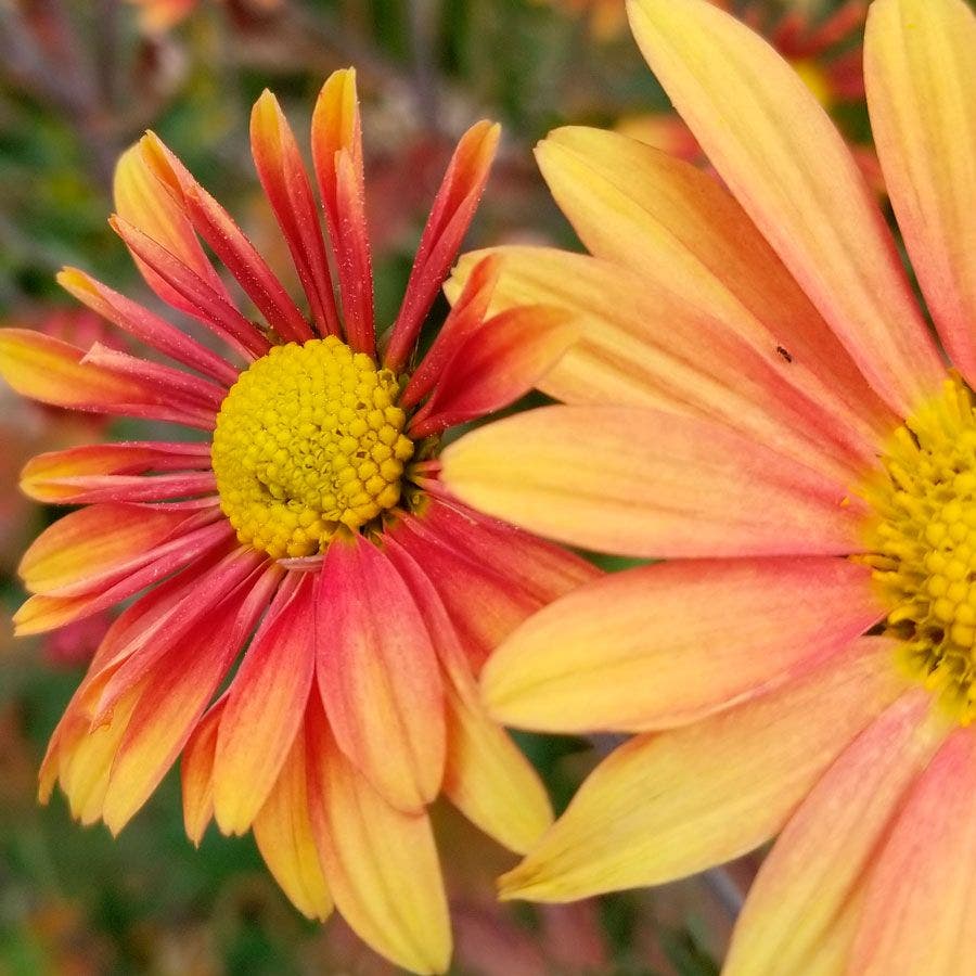 Chrysanthemum 'Campfire Glow'