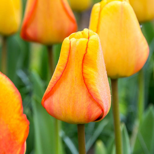 Tulipa 'Blushing Apeldoorn' Bulbs