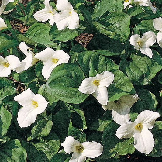 Trillium White