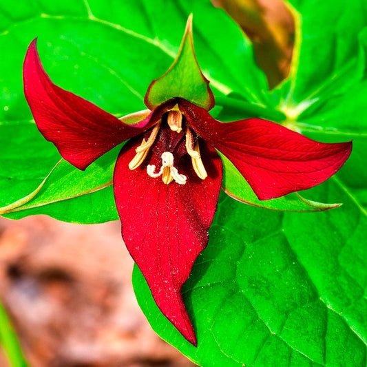 Trillium Red