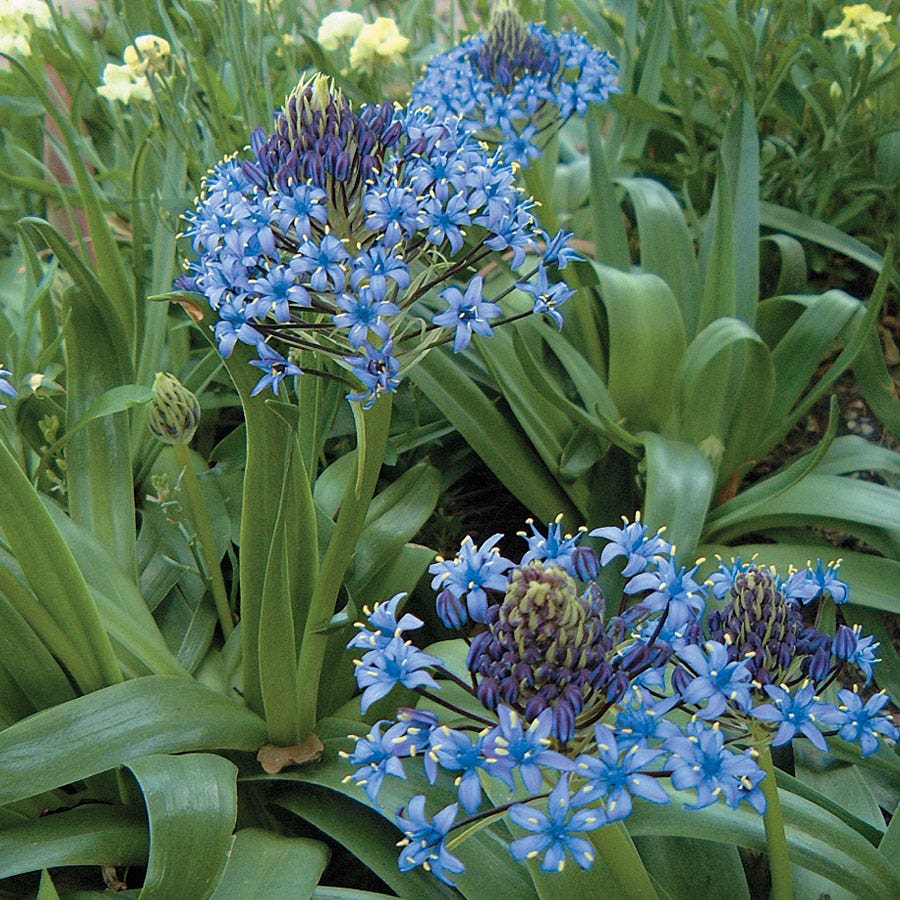 Scilla Bulbs