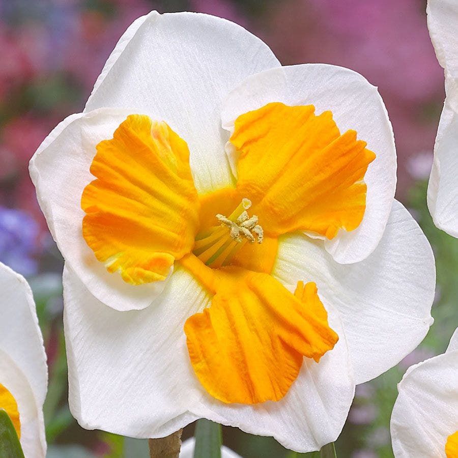 Narcissus 'Tricollet' Bulbs