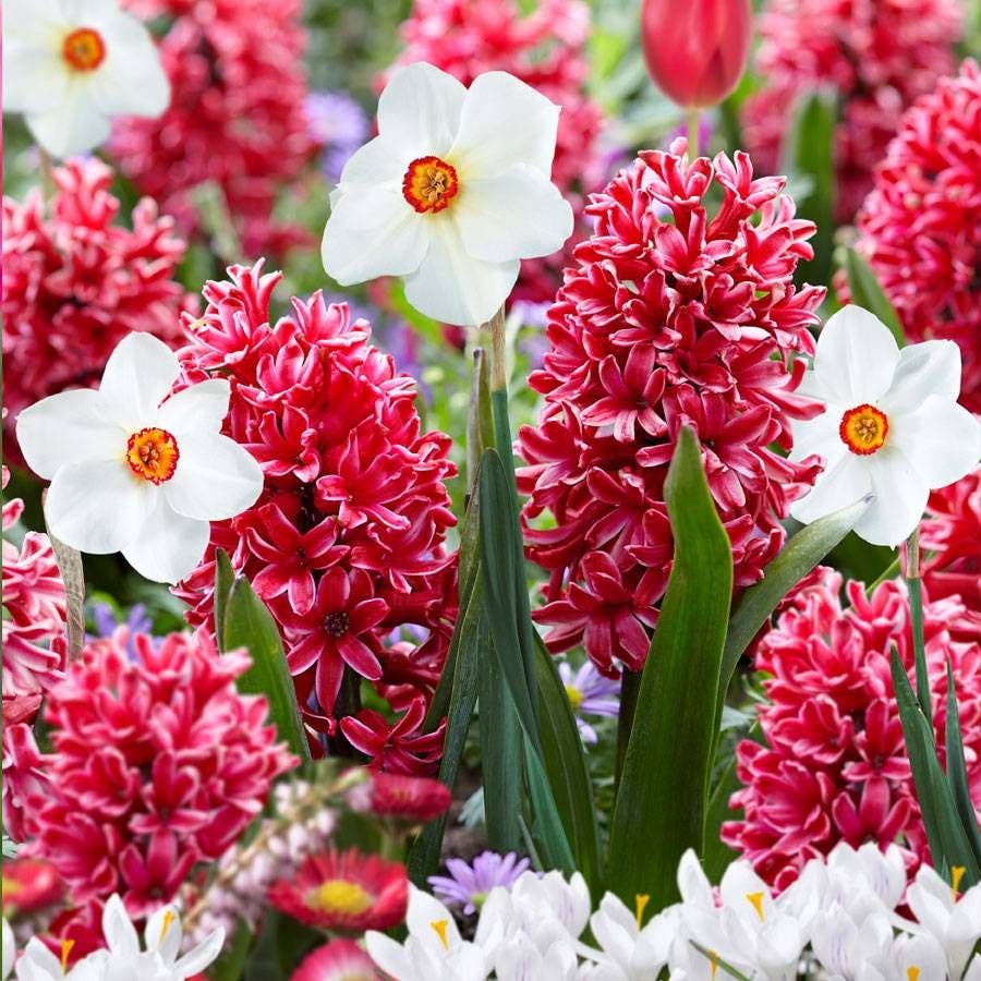 Narcissus & Hyacinth Red Eyes Bulb Blend